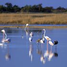Flamingos im Etosha National Park (Namibia)