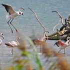 Flamingos im Flachsee Unterlunkhofen 2012-2013