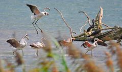 Flamingos im Flachsee Unterlunkhofen 2012-2013