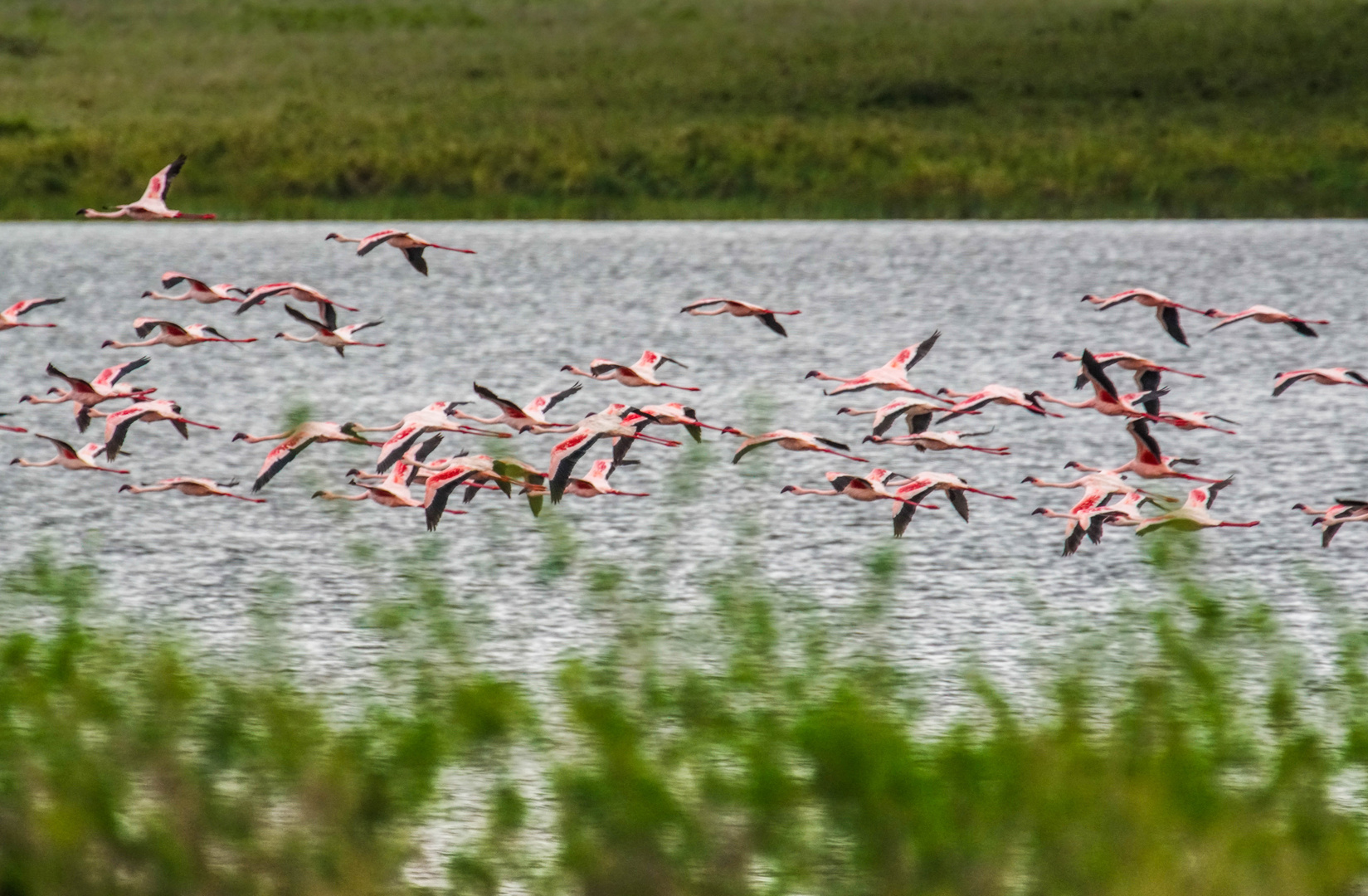 Flamingos im Flug