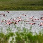 Flamingos im Flug