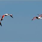 Flamingos im Flug