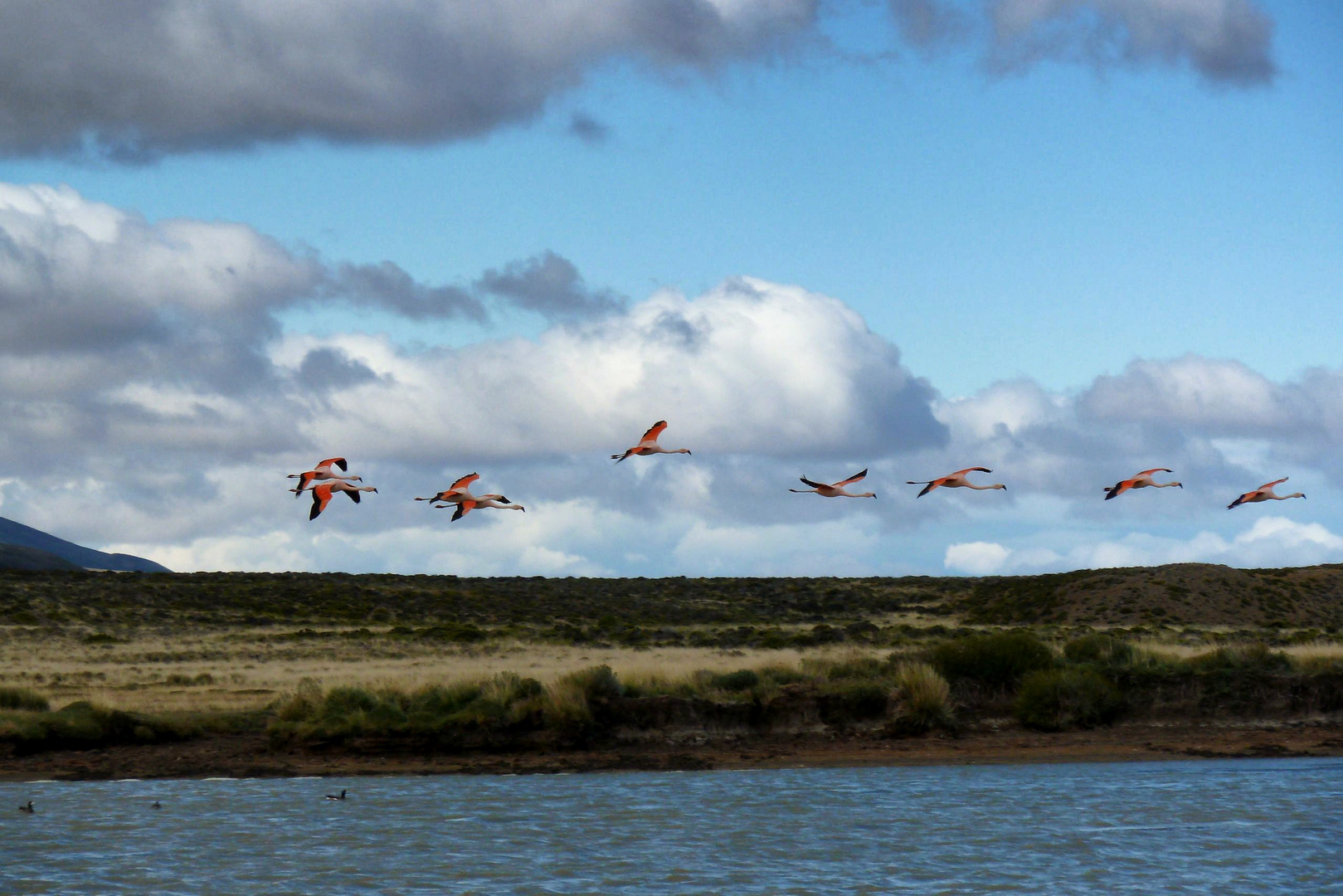 Flamingos im Flug