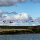 Flamingos im Flug