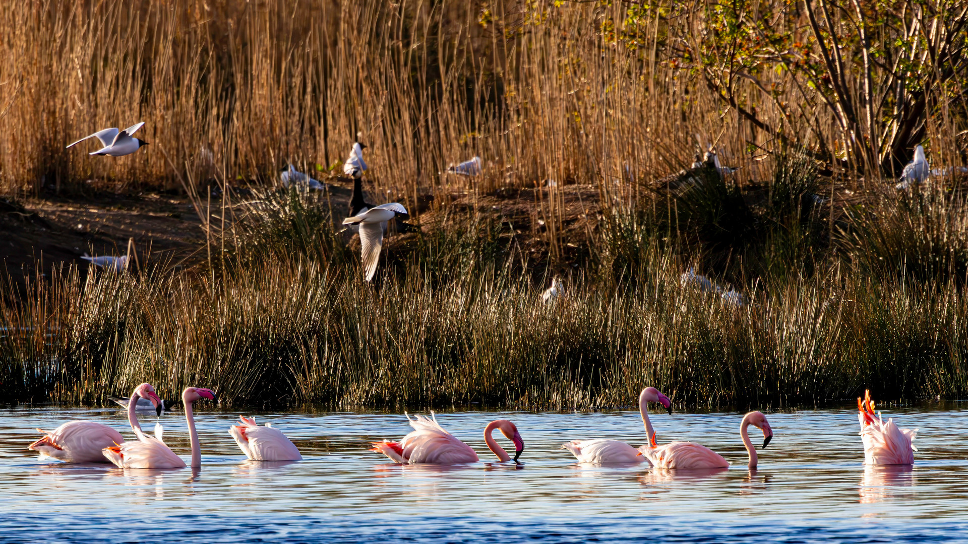 Flamingos im frühen Licht / Flamingos in early light