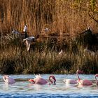 Flamingos im frühen Licht / Flamingos in early light