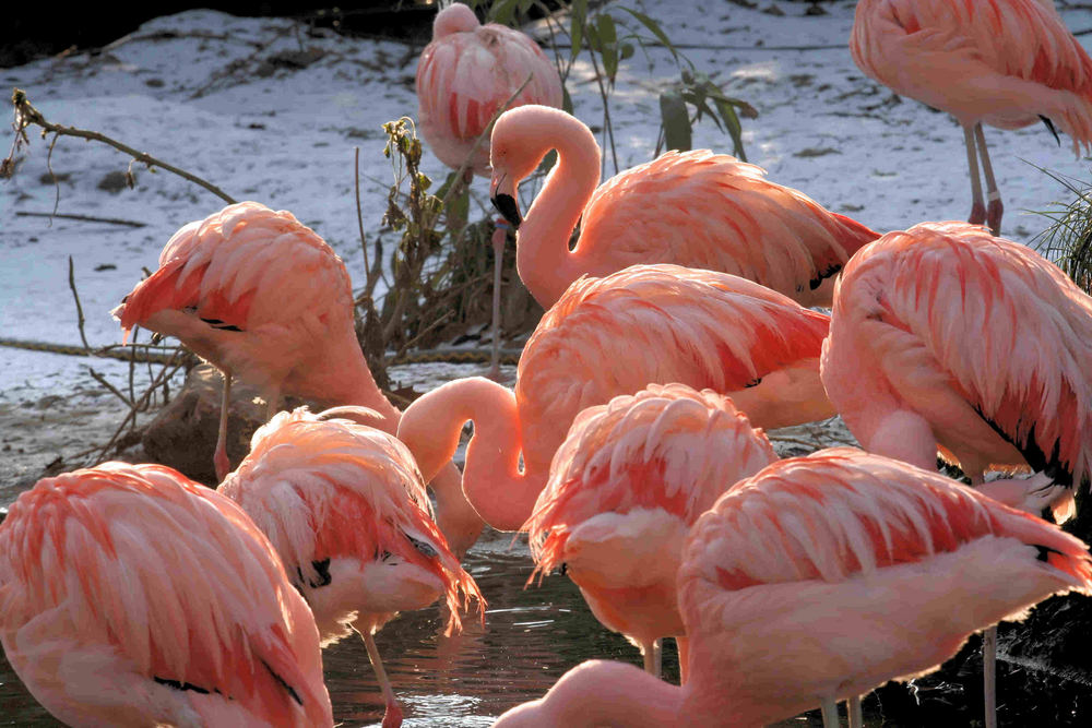 Flamingos im Gegenlicht