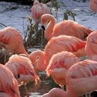Flamingos im Gegenlicht