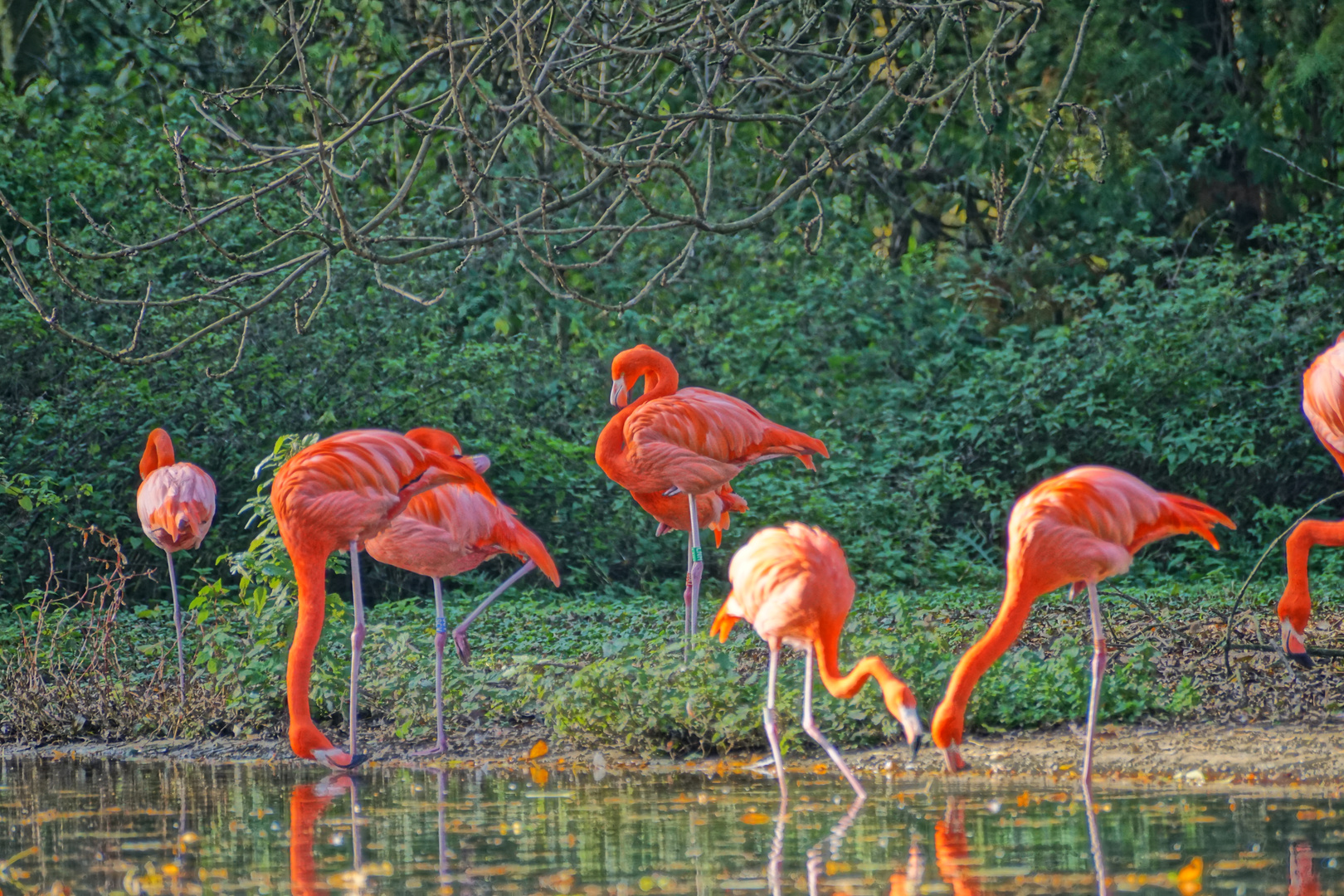 Flamingos im Herbst HDR