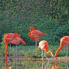 Flamingos im Herbst HDR