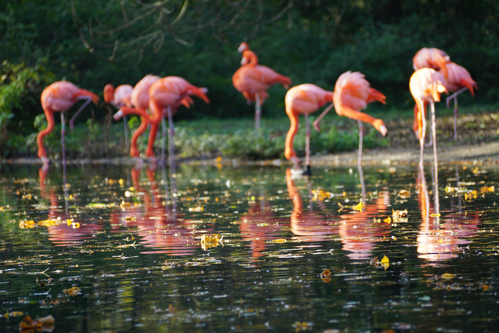 Flamingos im Herbst - Refelktionen