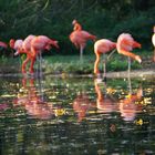 Flamingos im Herbst - Refelktionen