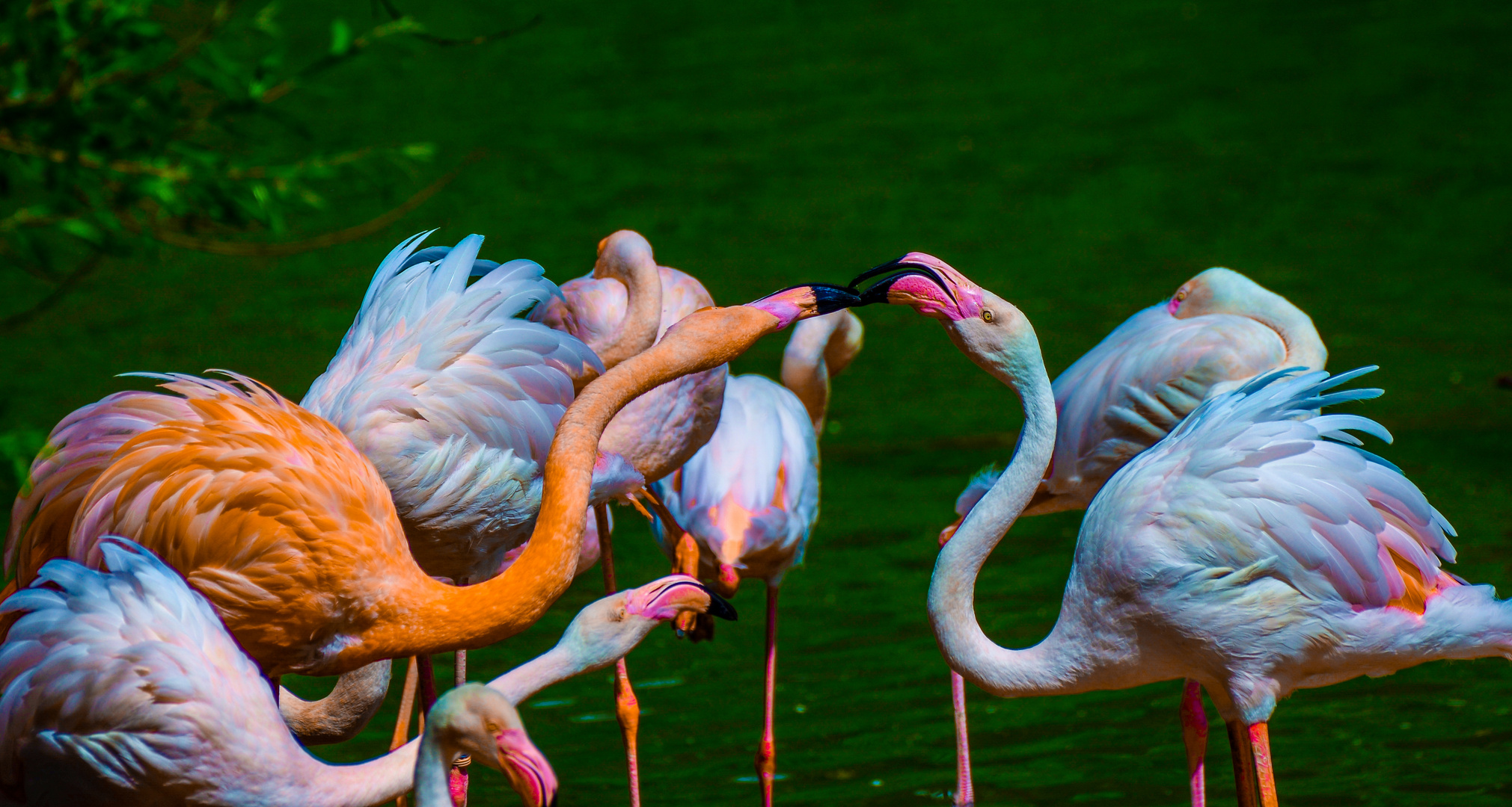 Flamingos im Karneval