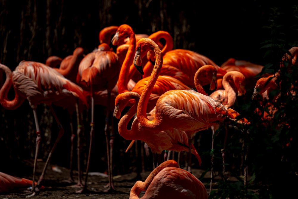 Flamingos im Karsruher Zoo