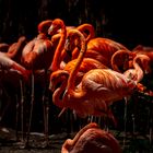 Flamingos im Karsruher Zoo