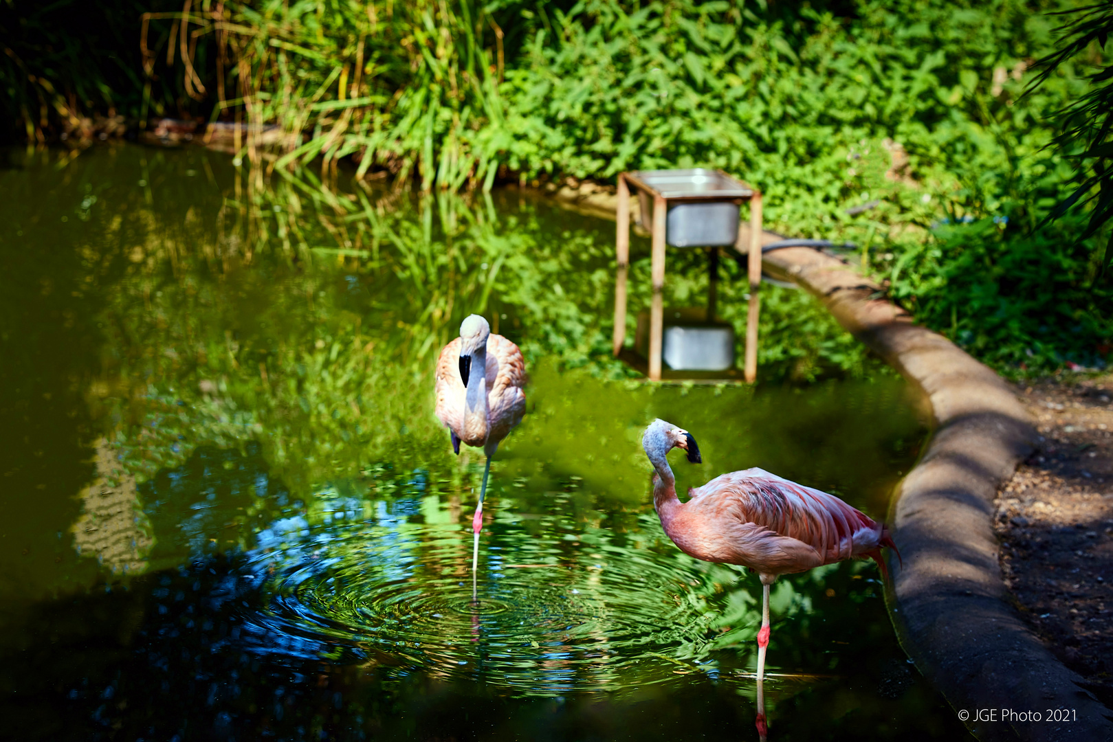 Flamingos im kleinen Teich