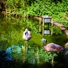 Flamingos im kleinen Teich