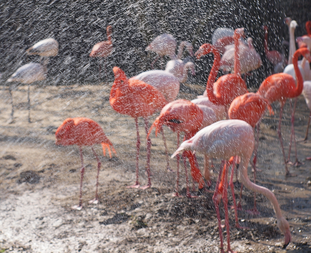 Flamingos im klirrenden Mai