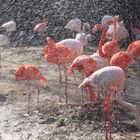 Flamingos im klirrenden Mai