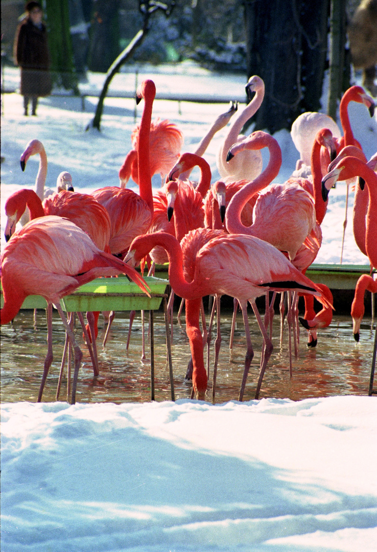 Flamingos im Kölner Zoo
