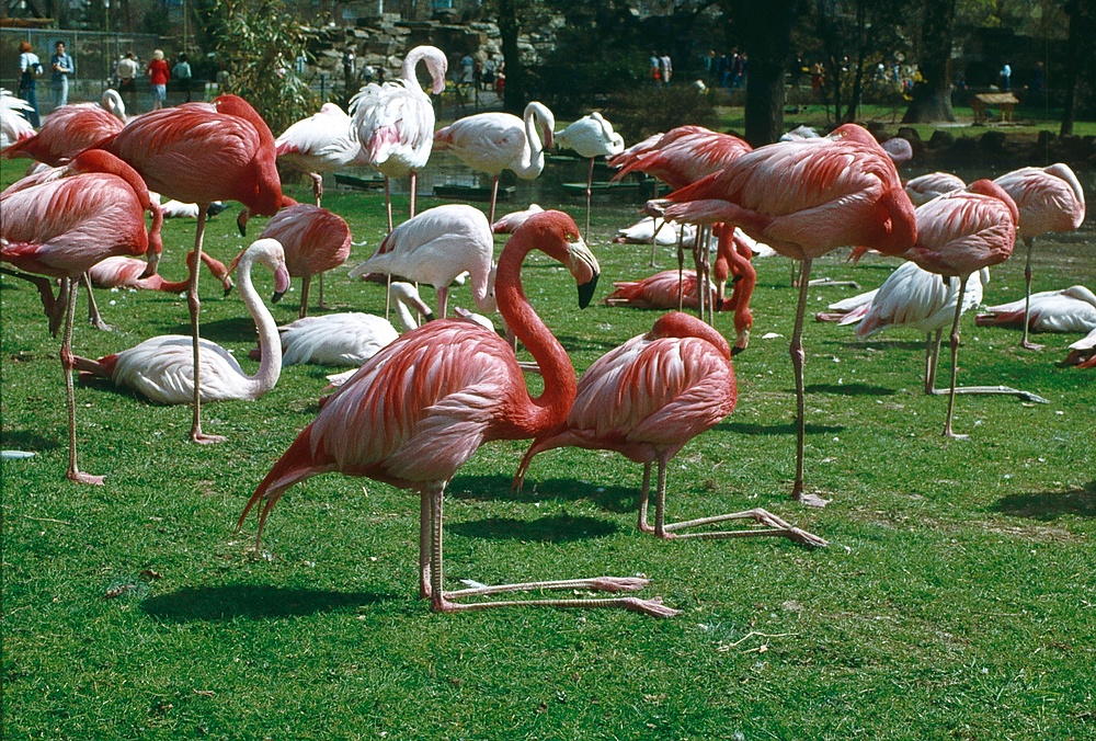 Flamingos im Kölner Zoo (1985)