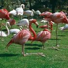 Flamingos im Kölner Zoo (1985)