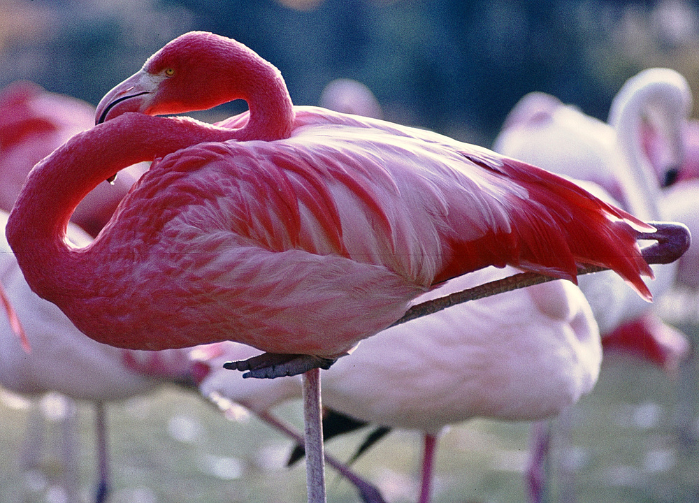 Flamingos im Kölner Zoo (1985)(2)