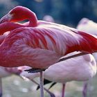 Flamingos im Kölner Zoo (1985)(2)