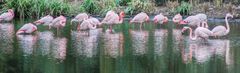 Flamingos im Kölner Zoo