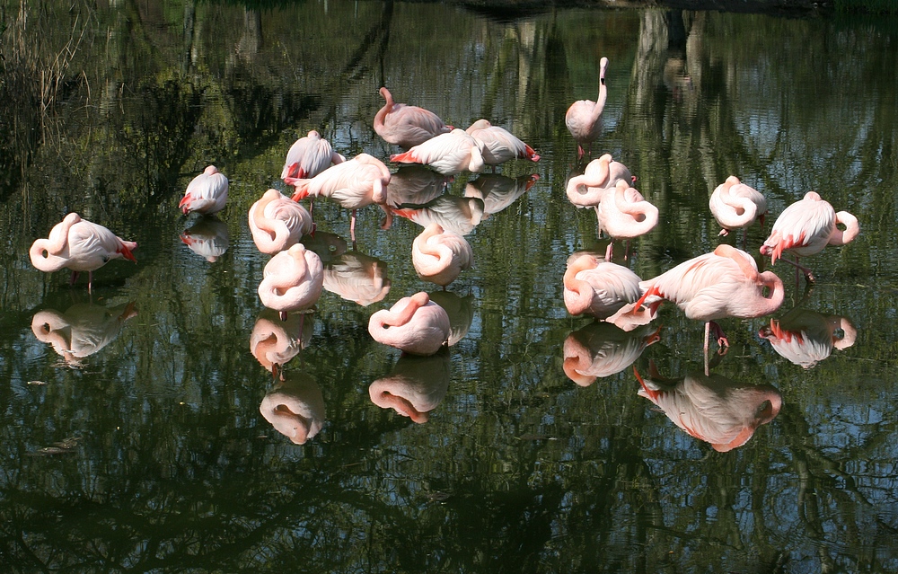 Flamingos im Kölner Zoo bei der Mittagspause