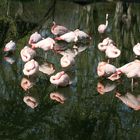 Flamingos im Kölner Zoo bei der Mittagspause