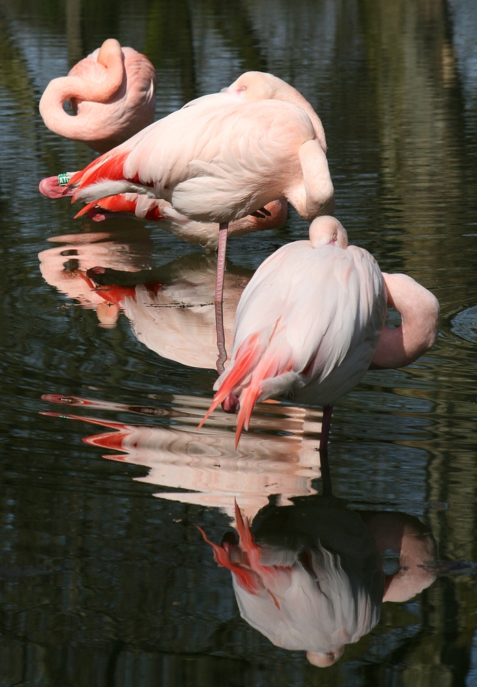 Flamingos im Kölner Zoo bei der Mittagspause