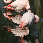 Flamingos im Kölner Zoo bei der Mittagspause