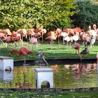 Flamingos im Kölner Zoo