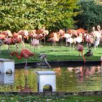 Flamingos im Kölner Zoo