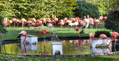 Flamingos im Kölner Zoo