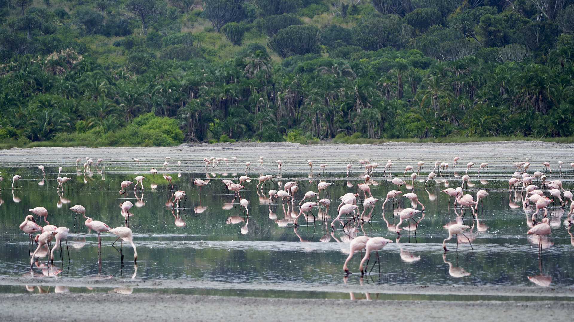  Flamingos im Kratergrund