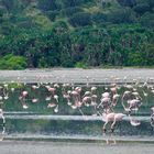  Flamingos im Kratergrund