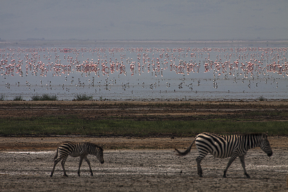 Flamingos im Kratersee