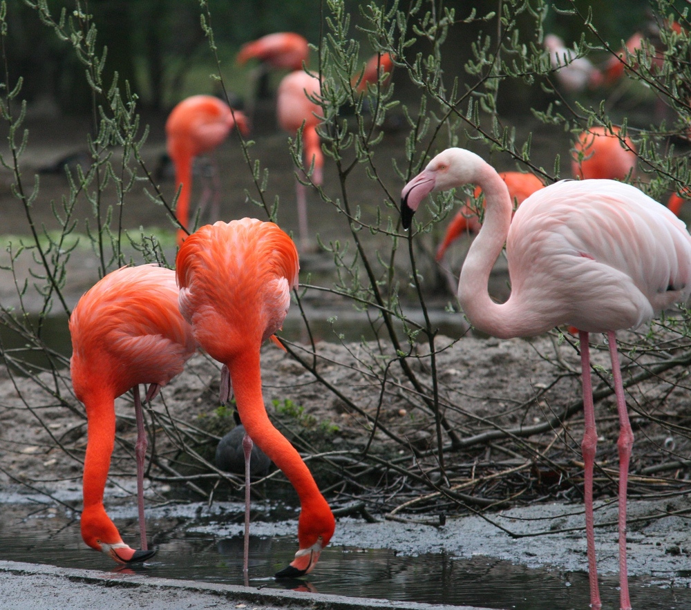 Flamingos im Krefelder Zoo