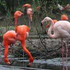 Flamingos im Krefelder Zoo