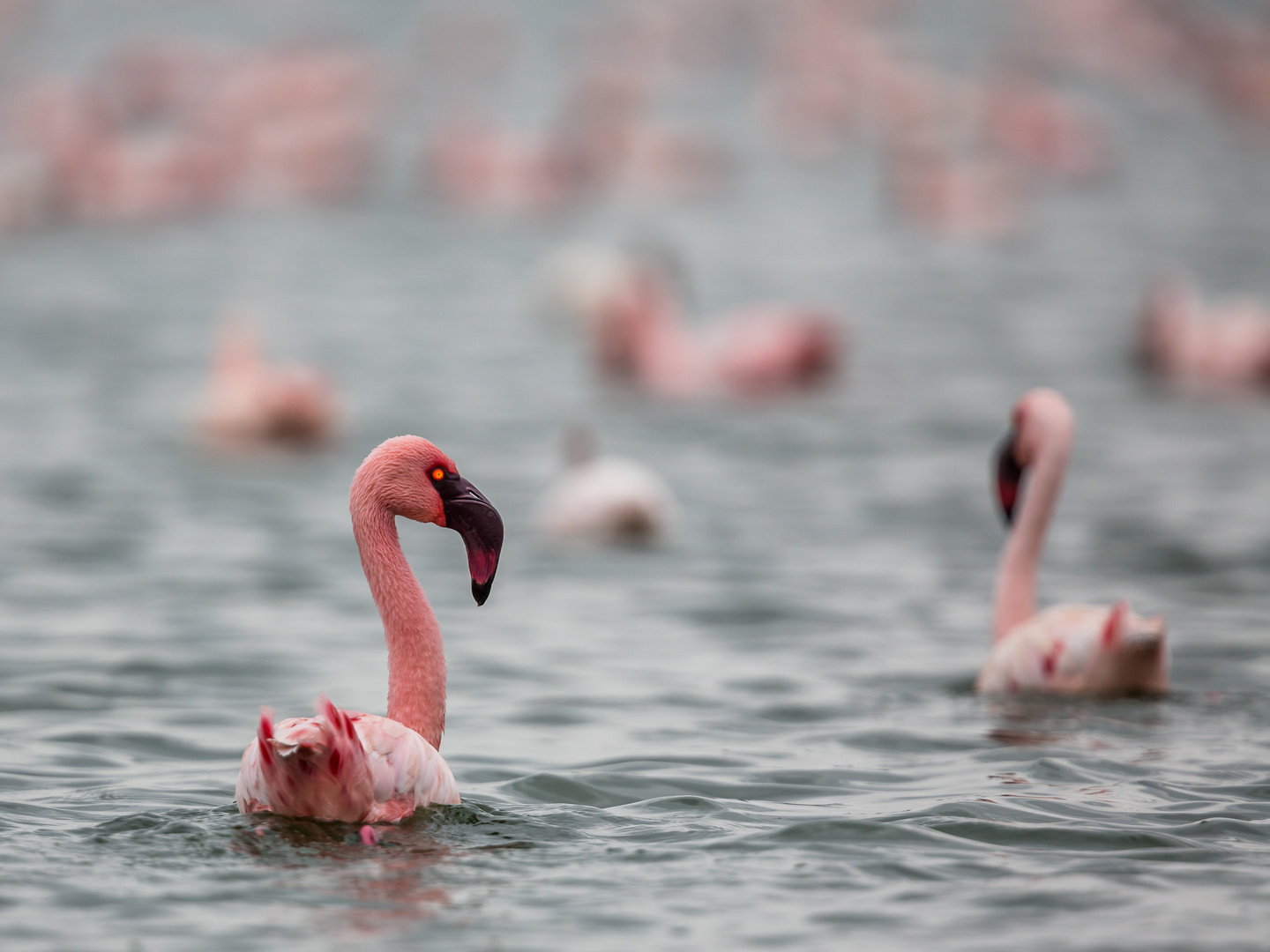 Flamingos im Lake Naivasha, Kenia