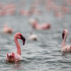 Flamingos im Lake Naivasha, Kenia