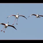Flamingos im Landeanflug