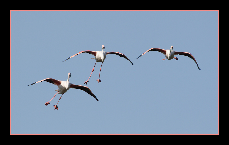 Flamingos im Landeanflug