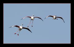 Flamingos im Landeanflug