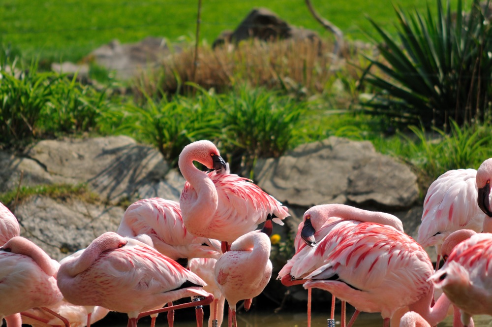 Flamingos im Leipziger Zoo