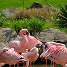 Flamingos im Leipziger Zoo