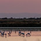 Flamingos im letzten Abendlicht