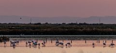 Flamingos im letzten Abendlicht